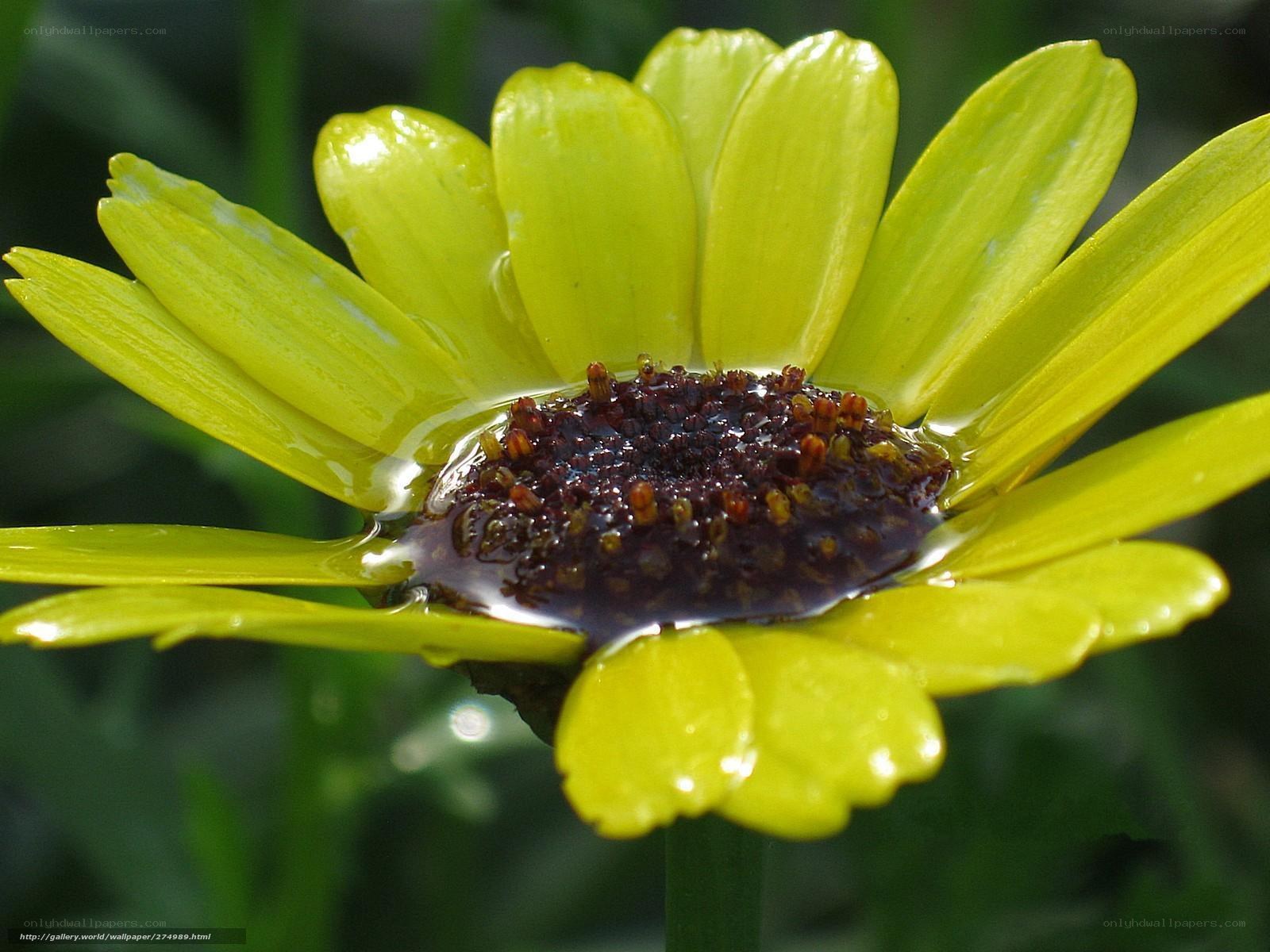 Yellow flower with water droplet