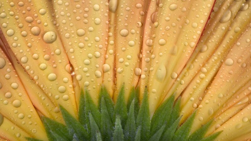 Yellow flower with water droplets