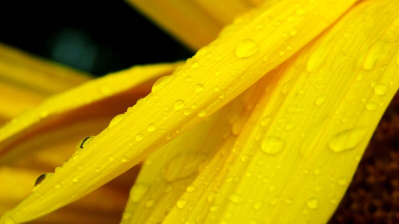 Yellow flower with water droplets