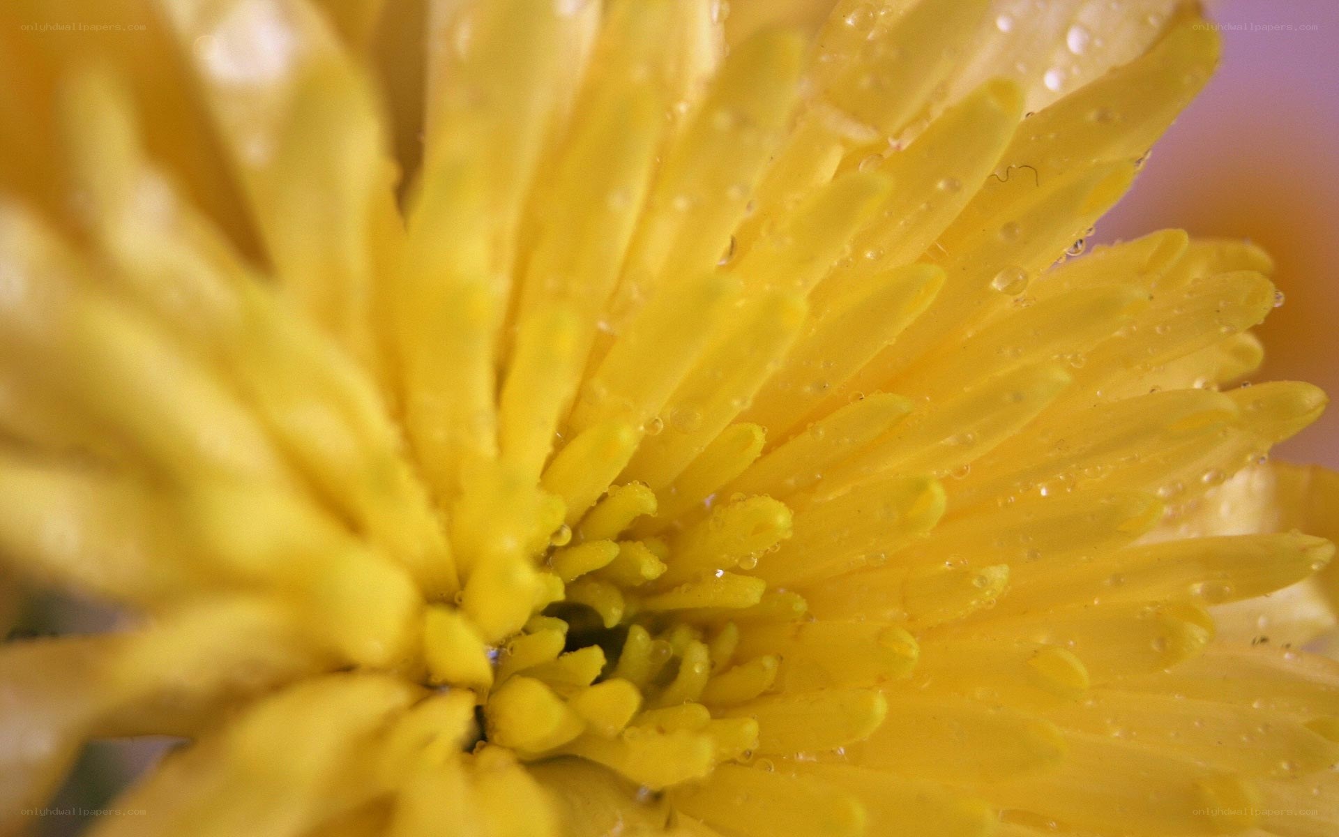 Yellow flower with water droplets