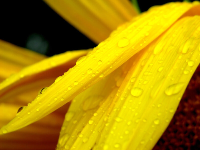 Yellow flower with water droplets