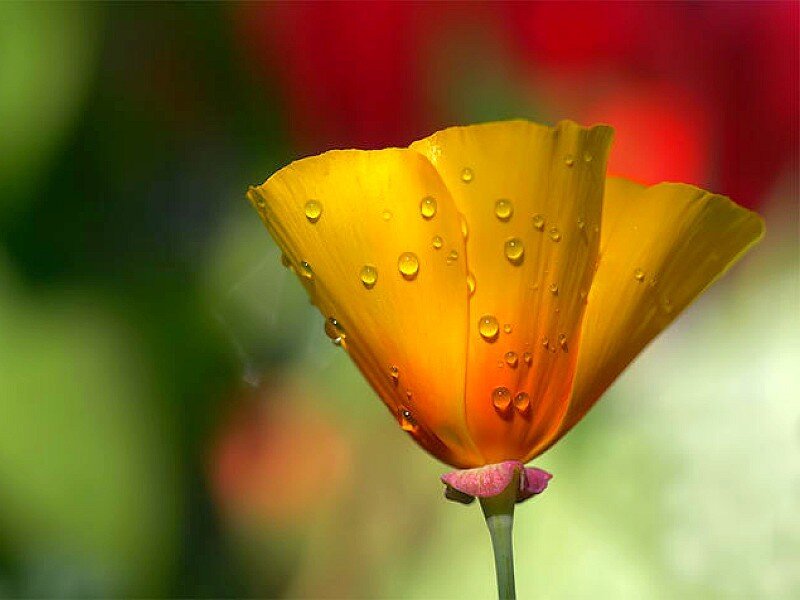 Yellow flower with water droplets