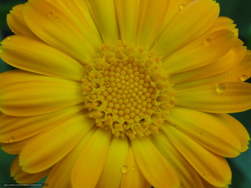 Yellow flower with water droplets