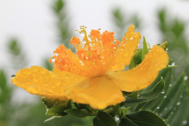Yellow flower with water droplets