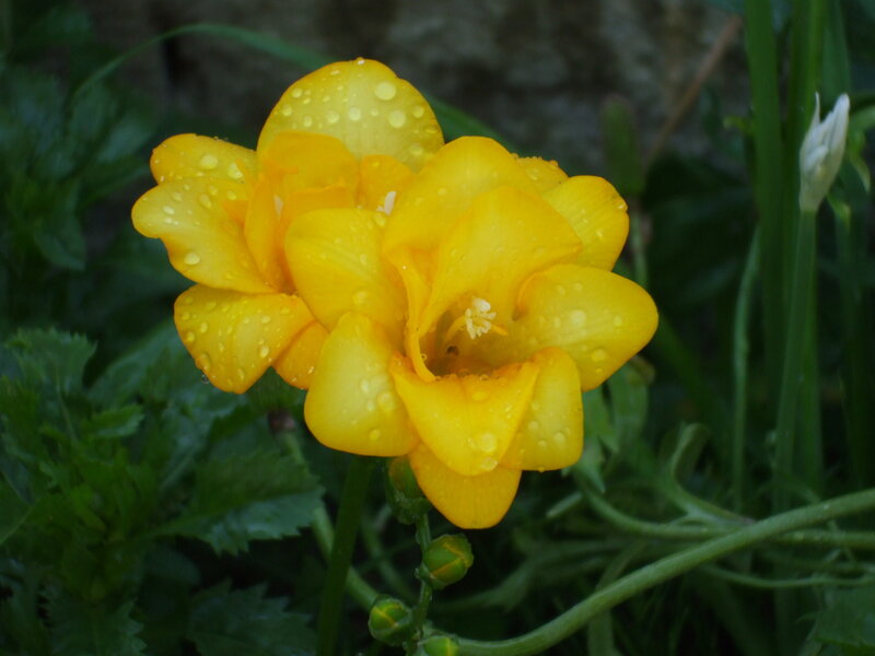 Yellow Flower with Water Droplets — Calm, Morning, Photograph, Green Leaves