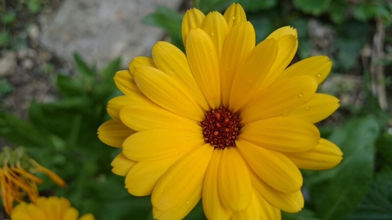 Yellow Flower with Water Droplets — Calm, Morning, Photograph