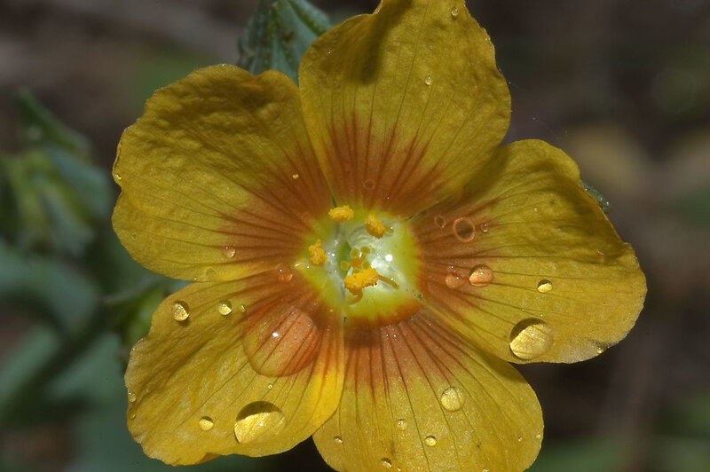 Yellow Flower with Water Droplets — Calm, Morning