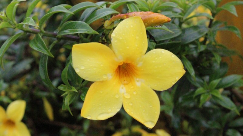 Yellow Flower with Water Droplets — Calm, Photograph, Leaves