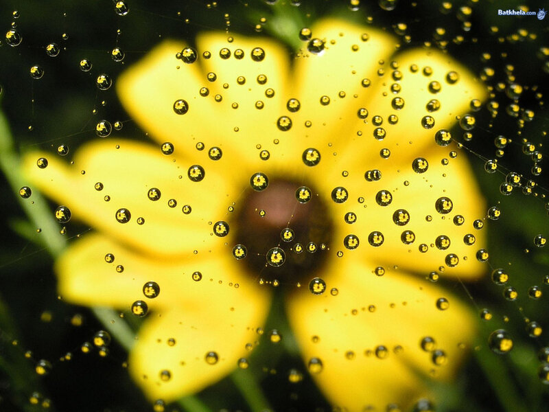 Yellow Flower with Water Droplets — Calm, Photograph