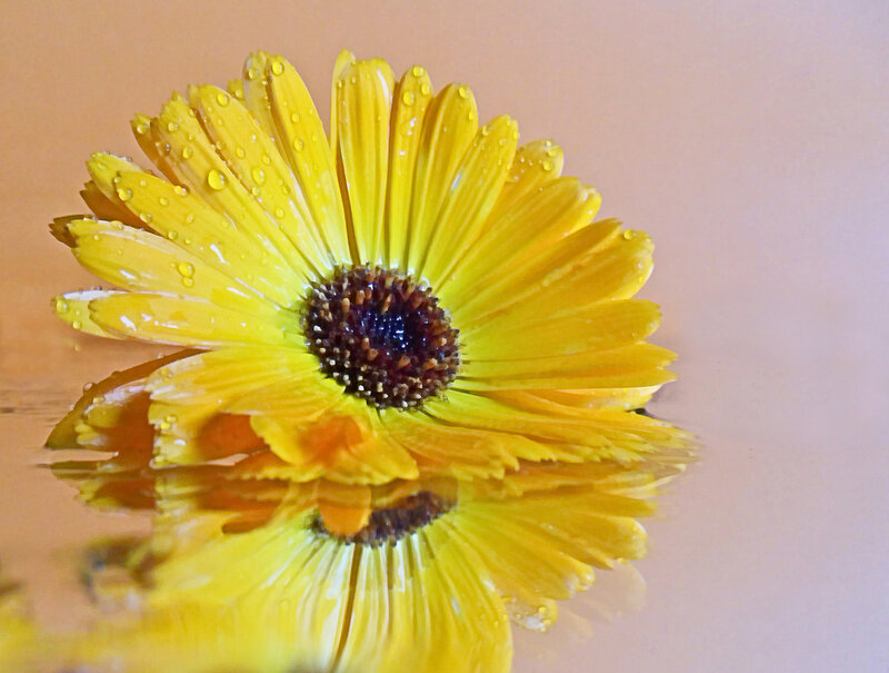 Yellow Flower with Water Droplets — Calm
