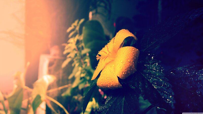 Yellow Flower with Water Droplets — Dramatic, Night