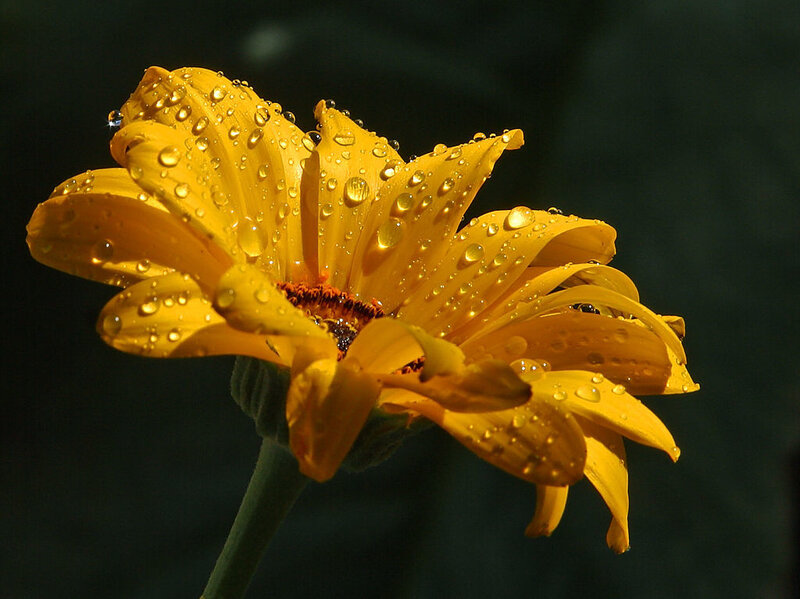 Yellow Flower with Water Droplets — Dramatic, Photograph, Petals