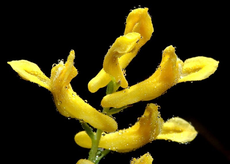 Yellow Flower with Water Droplets — Dramatic, Photograph
