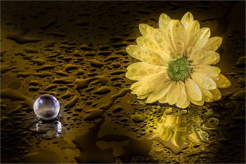 Yellow Flower with Water Droplets — Dramatic, Photograph, Water Droplet
