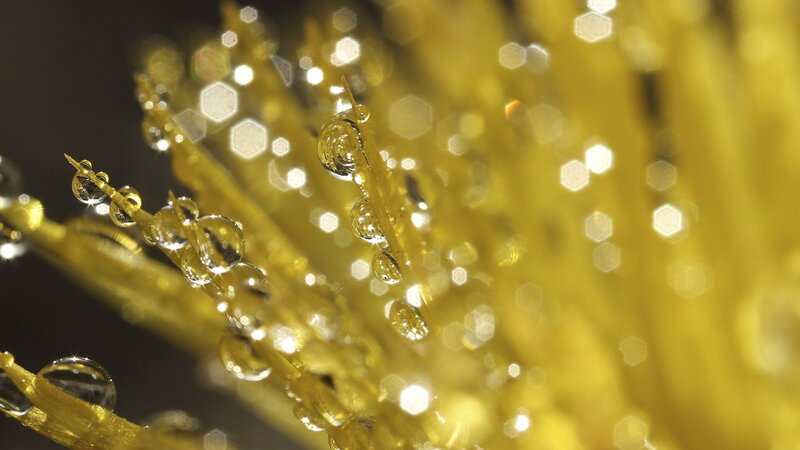 Yellow Flower with Water Droplets — Dramatic, Photograph, Water Droplets, Bokeh