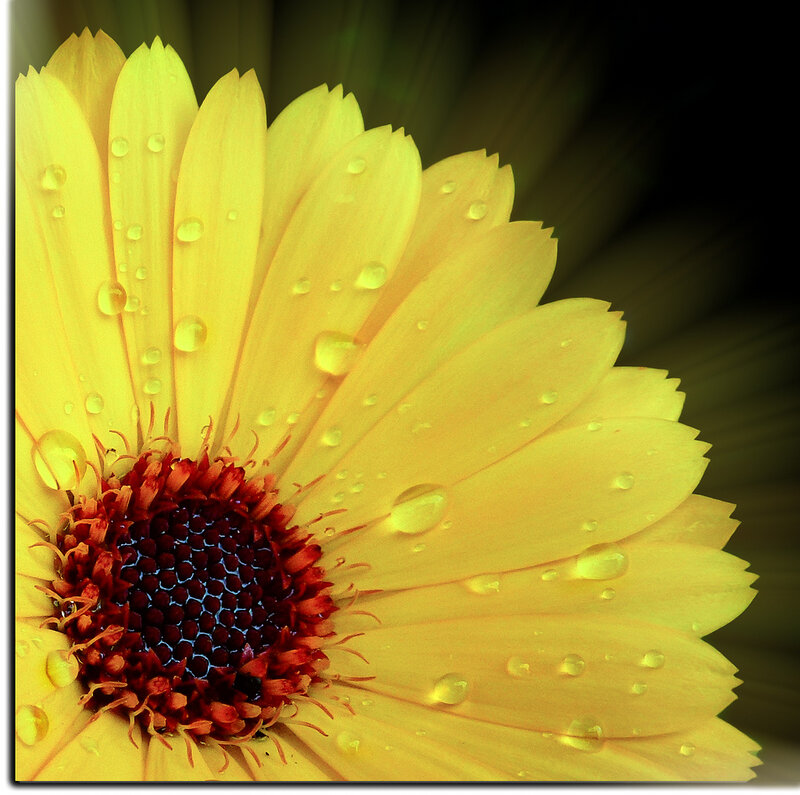 Yellow Flower with Water Droplets — Dramatic, Photograph, Water Droplets, Flower Center
