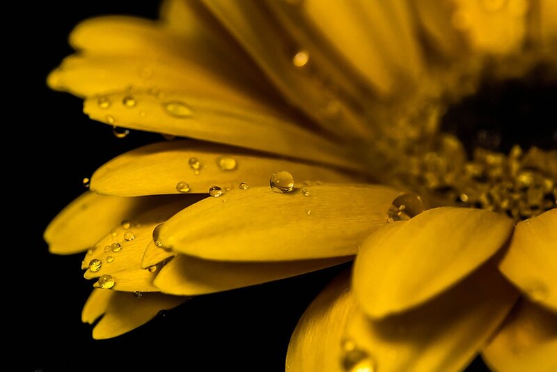 Yellow Flower with Water Droplets — Dramatic, Photograph, Water Droplets, Petals