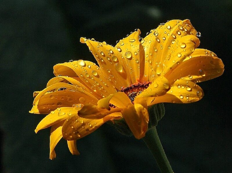 Yellow Flower with Water Droplets — Dramatic, Photograph, Water Droplets, Stem