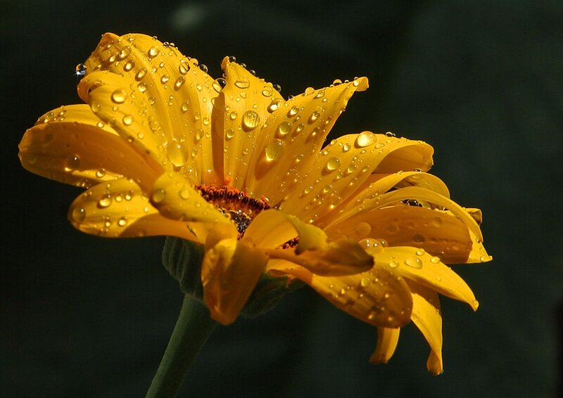 Yellow Flower with Water Droplets — Dramatic, Photograph, Water Droplets