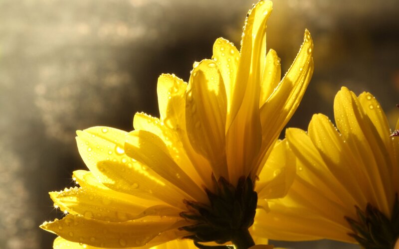 Yellow Flower with Water Droplets — Dramatic, Sunset