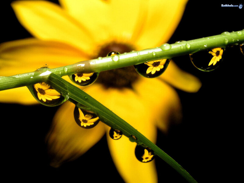 Yellow Flower with Water Droplets — Dramatic