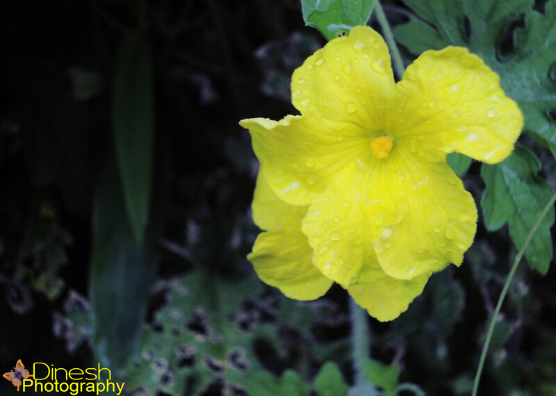 Yellow Flower with Water Droplets — Natural
