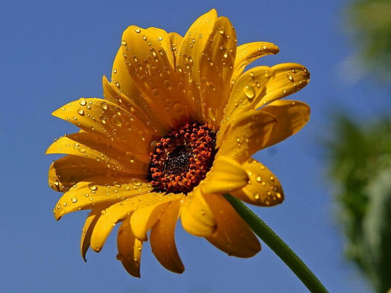 Yellow Flower with Water Droplets — Serene, Afternoon