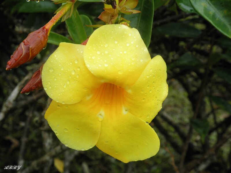 Yellow Flower with Water Droplets — Serene, Morning, Photograph