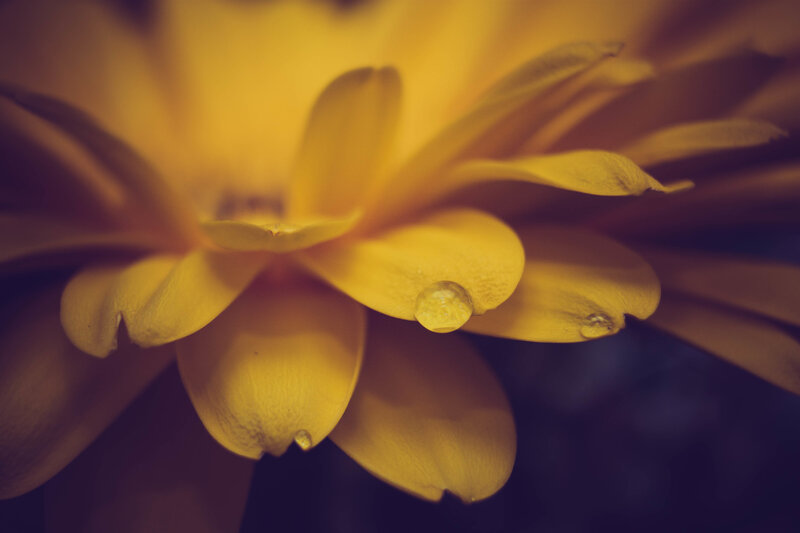 Yellow Flower with Water Droplets — Serene, Photograph, Petals