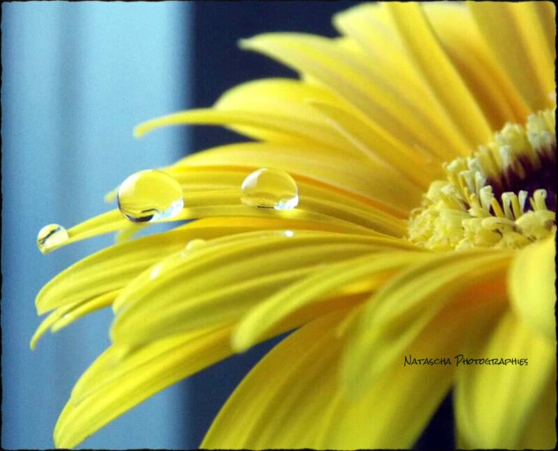 Yellow Flower with Water Droplets — Serene, Photograph, Water Droplets