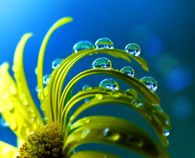 Yellow Flower with Water Droplets — Serene
