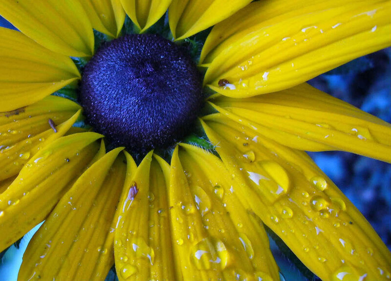 Yellow Flower with Water Droplets — Vibrant, Photograph