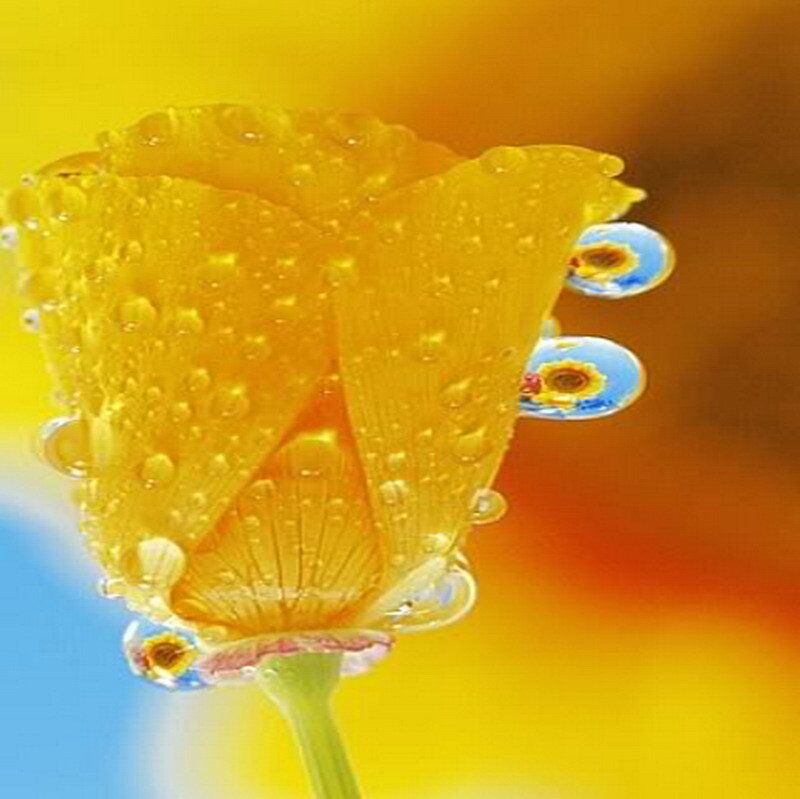 Yellow Flower with Water Droplets — Vibrant, Photograph, Water Droplets