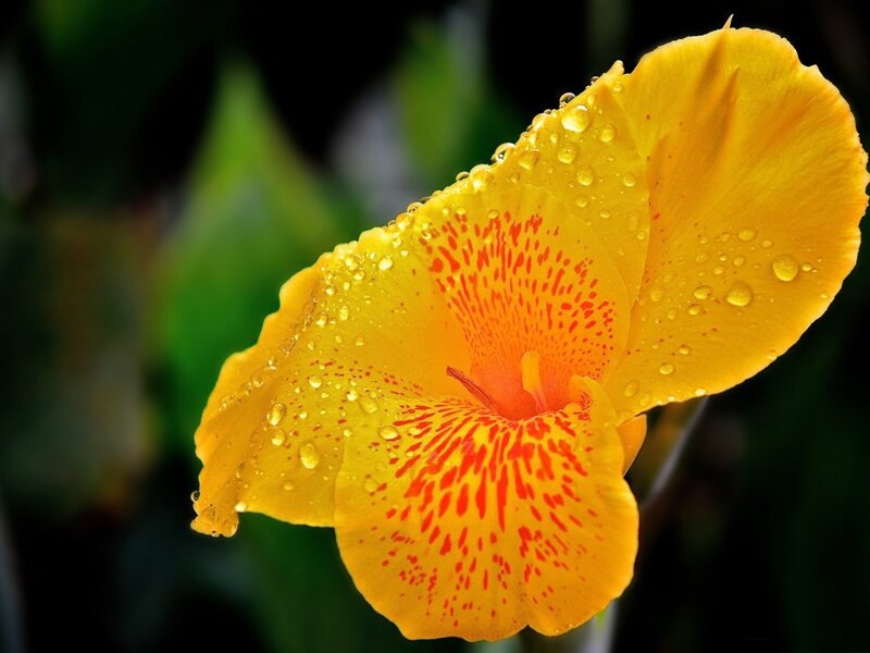 Yellow Flower with Water Droplets — Vibrant