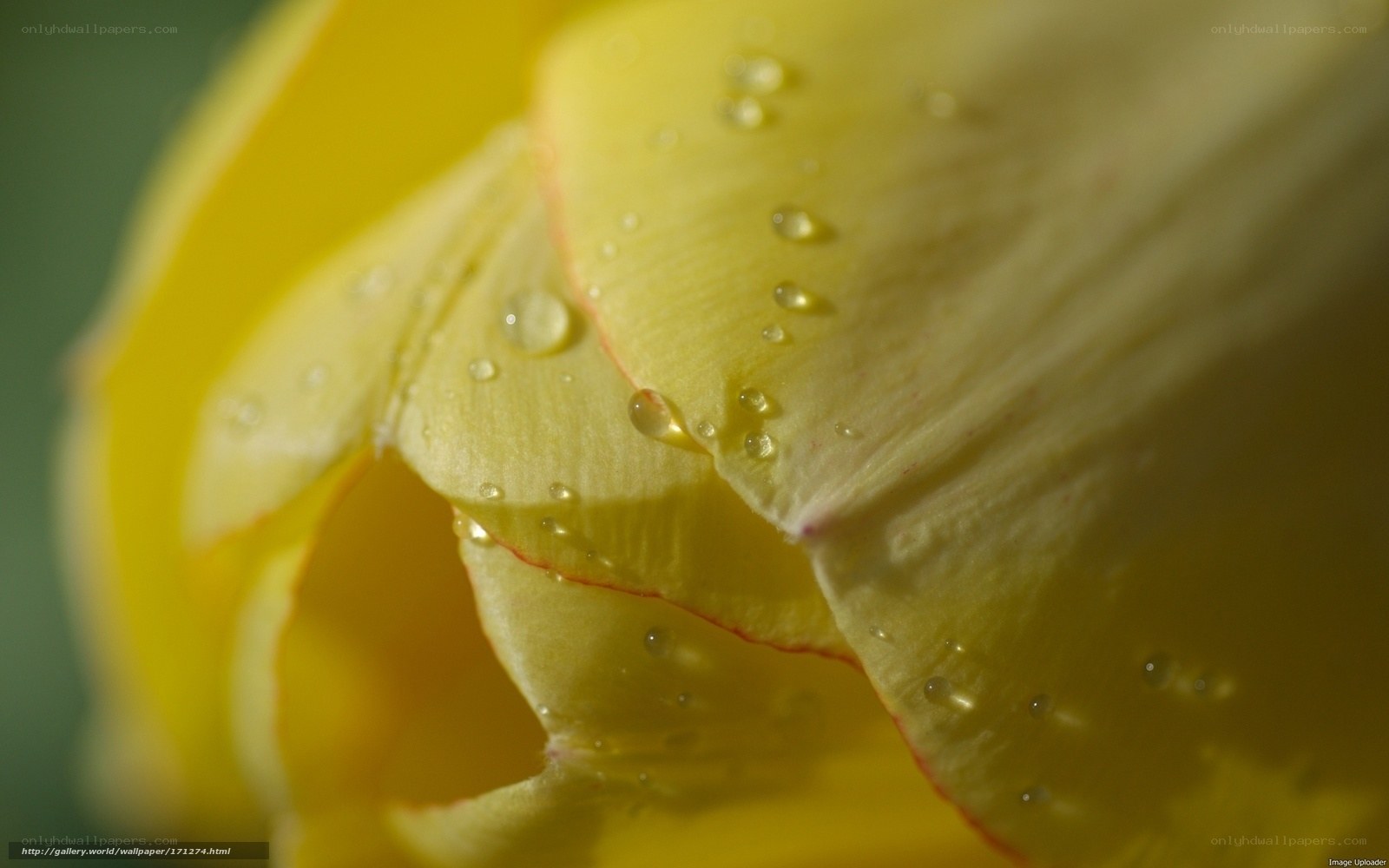 Yellow flower with water droplets