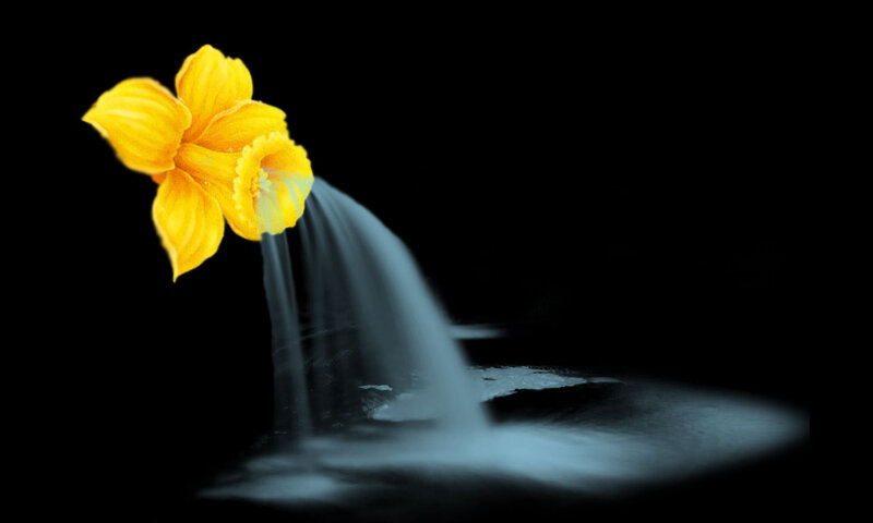Yellow Flower with Water