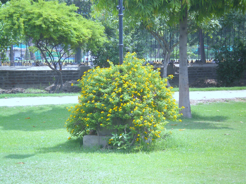 Yellow-flowered Bush — Green, Calm