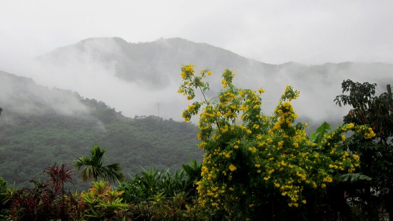 Yellow-flowered Bush — Green