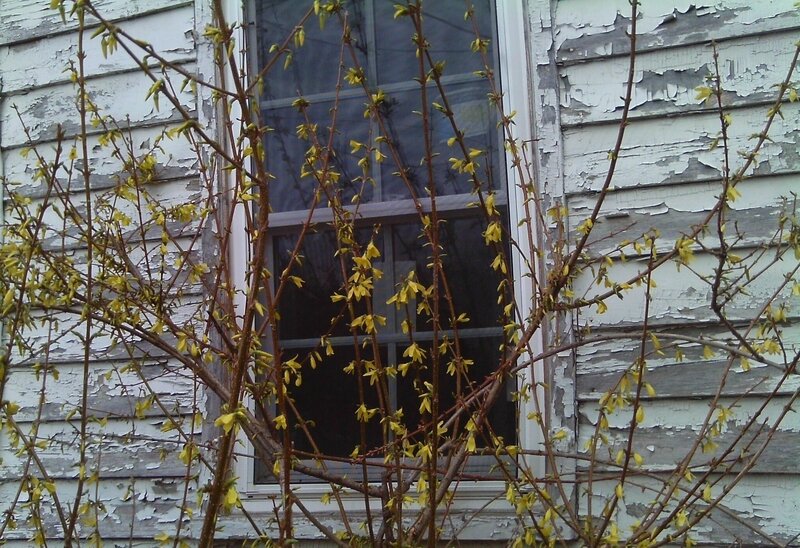 Yellow-flowered Bush