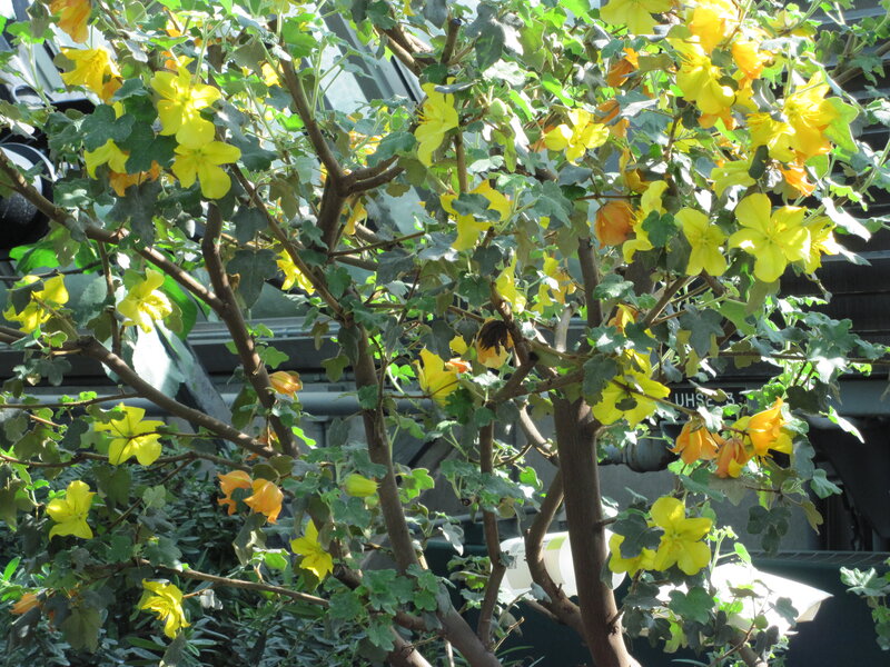 Yellow-flowered Bush — Yellow, Calm
