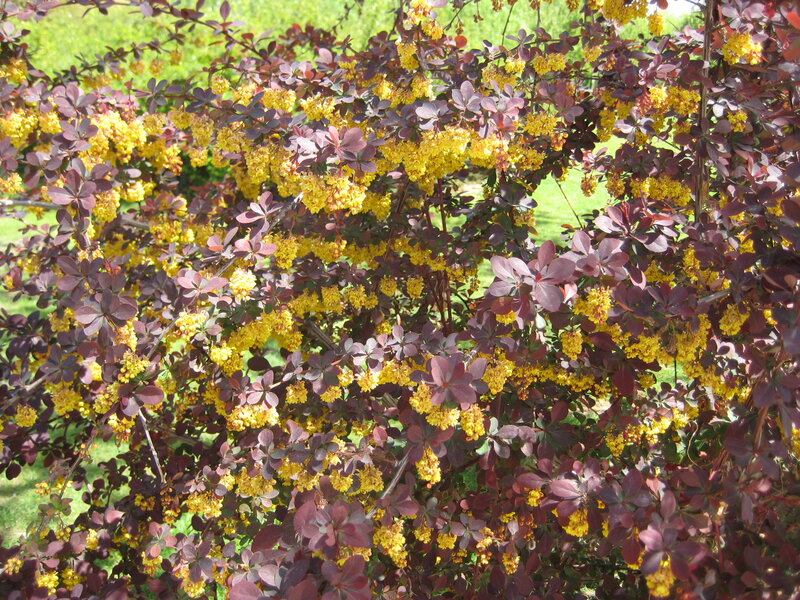 Yellow-flowered Bush — Yellow