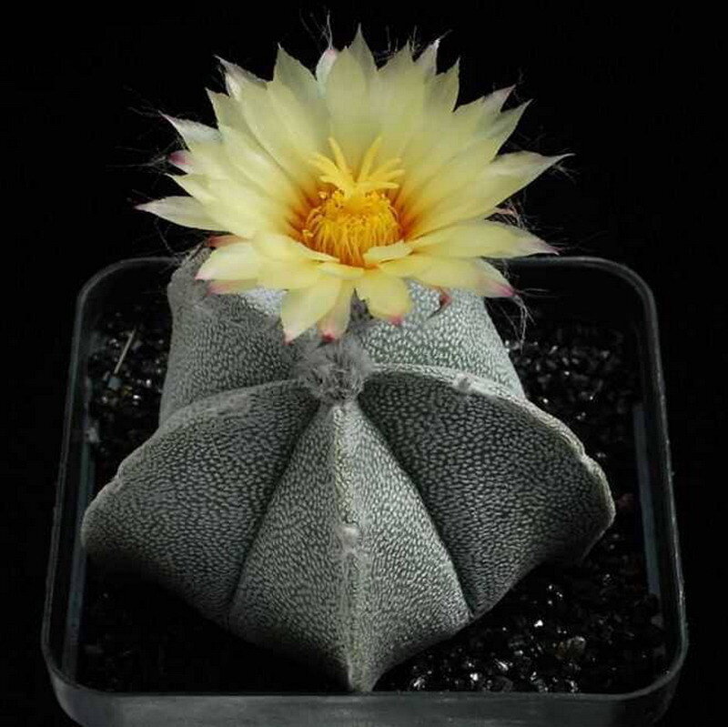 yellow flowered cactus