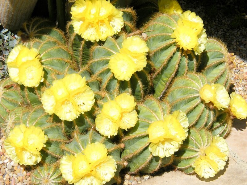 Yellow-flowered Cactus — Yellow