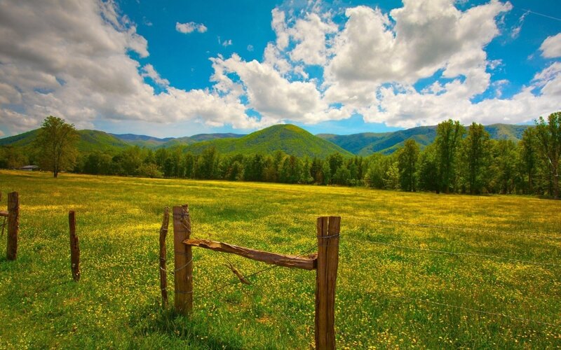 Yellow-flowered Field