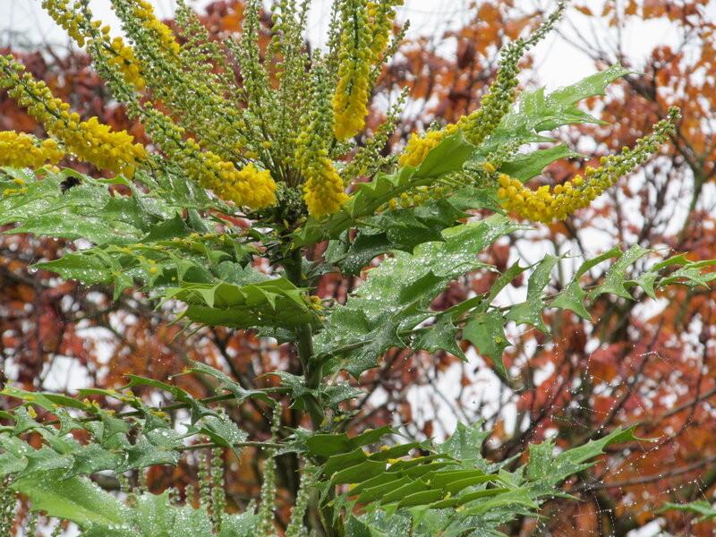 Yellow-flowered Holly Plant