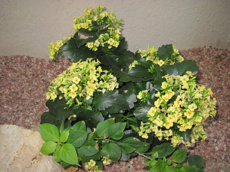Yellow-flowered Kalanchoe Plant