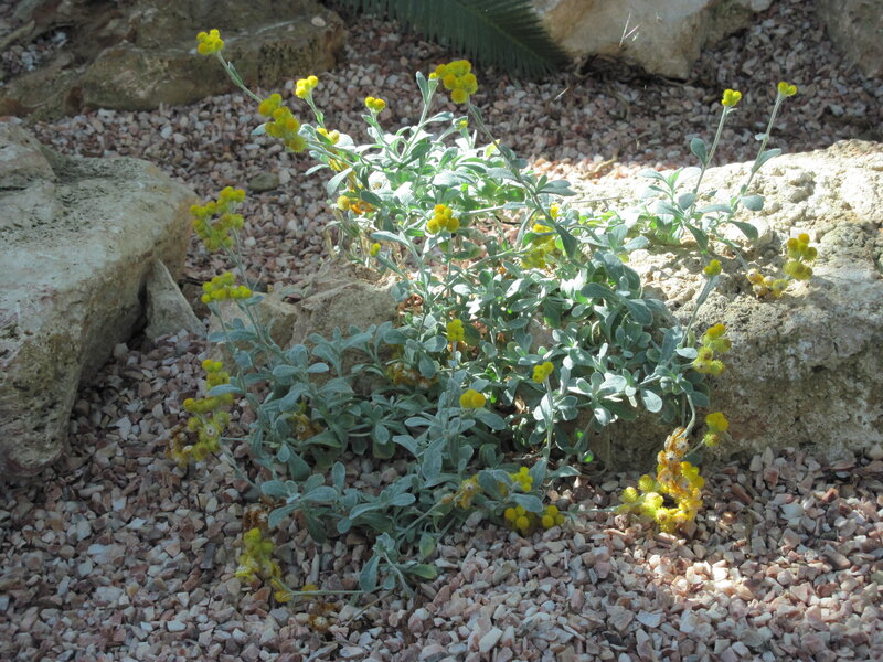 Yellow-flowered Plant — Green