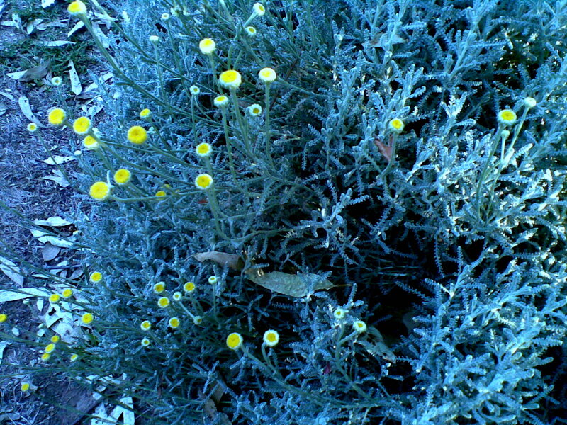 Yellow-flowered Plant