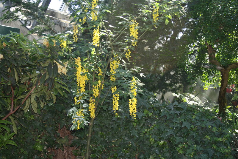Yellow-flowered Plant — Yellow