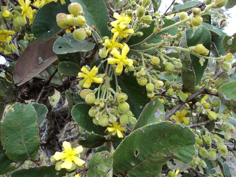 Yellow-flowered Shrub